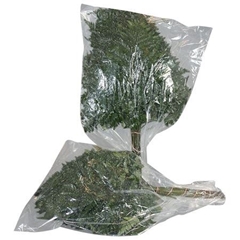 Leatherleaf 50cm