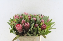 Protea Lancelot 40cm