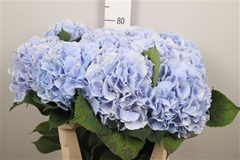 Hydr M Verena Blue 80cm 22cm Ø