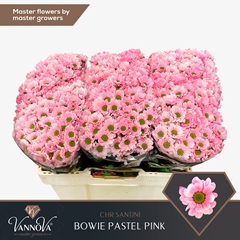 Chr S Aaa Bow Klb H% 55cm 110g