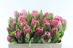 Protea Lancelot 50cm