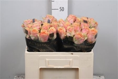 R Gr Dividend 50cm