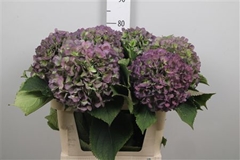 Hydr M Verena Bl Cl 80cm 21cm Ø