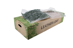 Leatherleaf 55cm