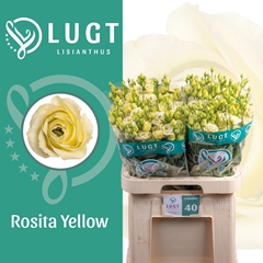 Eust G Rosita Yellow 70cm
