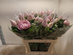 Chr G Vienna Pink