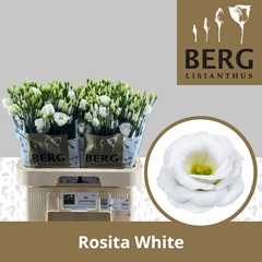 Eust G Rosita White 70cm