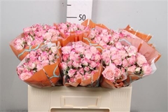 R Tr Speak Blossoms 50cm 55+