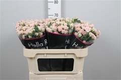 R Tr Severina 70cm 75+
