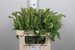 Amar Green Thumb 75cm