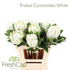 Protea Cy Full Moon 60cm