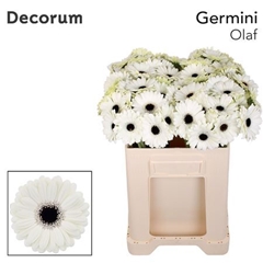 Germini Olaf 50cm 7cm Ø