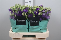 Eust G Rosita Blue 70cm
