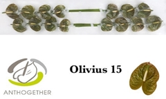 Anth A Olivius 7cm Ø
