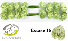 Anth A Extase 11cm Ø