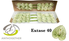 Anth A Extase 11cm Ø