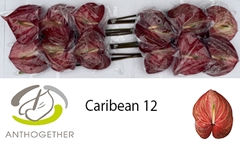 Anth A Caribean 13cm Ø