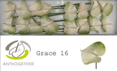 Anth A Grace 11cm Ø