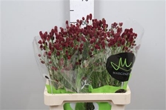 Sang Of Red Dream 60cm 34