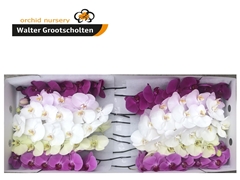 Phal T Mixed 80cm