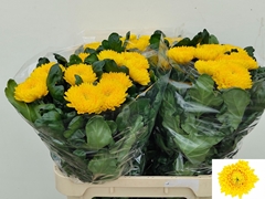 Chr G Migoli 80cm 100gram