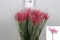 Ne Bo Favoriet 70cm