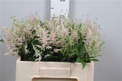 Astil Jap Europa 55cm