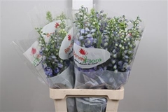 Delph El Guard Blue 70cm 34