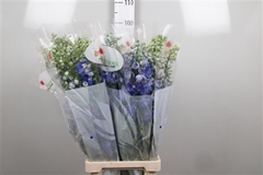 Delph El Guard Blue 90cm 34