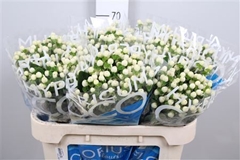 Hyper Coco Uno White 70cm