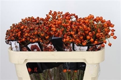 Rosa Hiphop Sunset 70cm