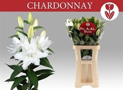Li Or Du Chardonnay 90cm 55+