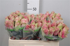 R Gr Belle Rose 50cm