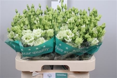 Eust G Alissa Green 70cm
