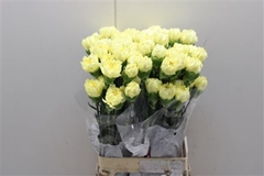 Di St Diletta Yellow