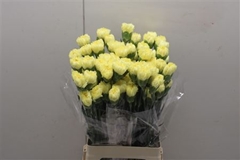 Di St Illias Yellow