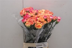 Di St Rainbow Orange