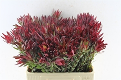 Leucad Sal Blush 60cm