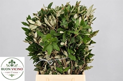 Quercus Ilex 60cm 300gram