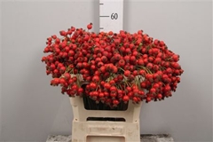 Rosa Mandarin Hiphop 60cm