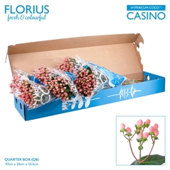 Hyper Coco Casino 70cm