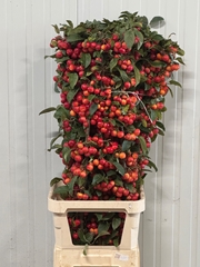 Malus Red Sentinel