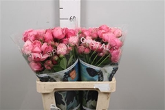 R Tr Silva Pink+ 60cm 45+