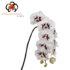 Phal T Wine Drops 80cm