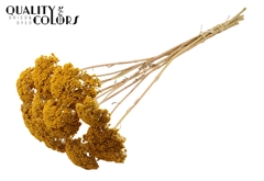 Dried Flowers 100 Gram 60cm