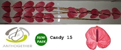 Anth A Candy-oost- 7cm Ø