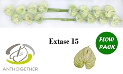 Anth A Extase 7cm 9cm Ø