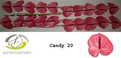 Anth A Candy-oost- 9cm Ø