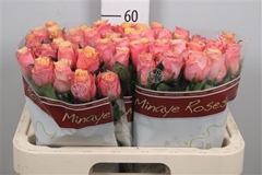 R Gr Melange 60cm