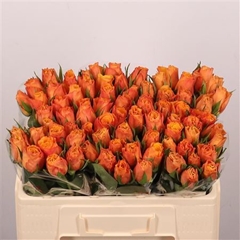 R Gr Confidential 50cm
